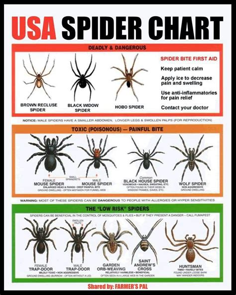 USA spider chart | Spider identification chart, Dangerous spiders, Survival