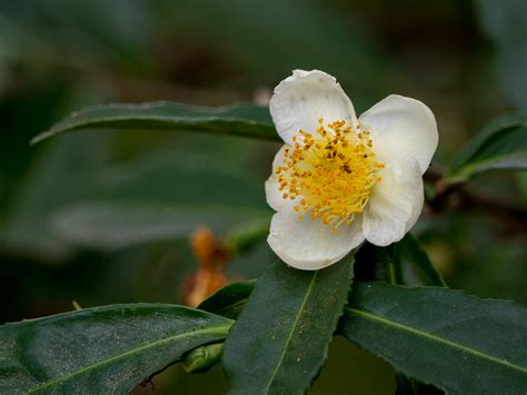 53-camellia-sinensis