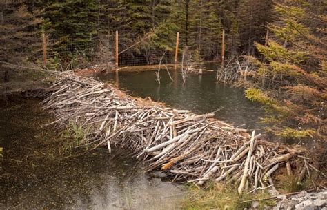 Parks working to save beaver dam - RMOToday.com