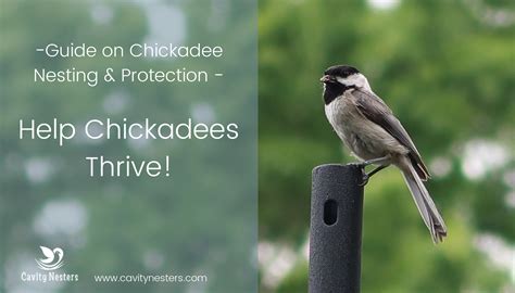 Chickadees Do Use Nest Boxes (birdhouse): Complete Nest Info and ...