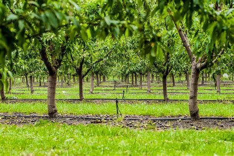 When To Fertilize A Peach Tree?