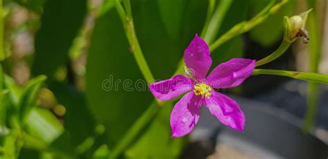 Talinum Fruticosum Flower, Commonly Known As Ceylon Spinach, Waterleaf ...