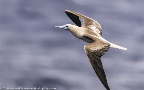 Booby Red-footed (Sula sula) in flight - Polynesia - World Bird Photos