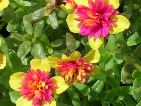 Moss Rose (Portulaca grandiflora) - Richard Lyons Nursery, Inc.