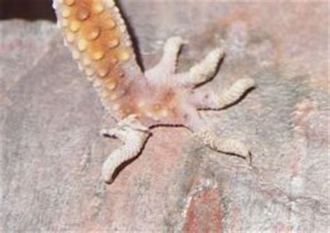 Leopard Gecko Shedding Problems?