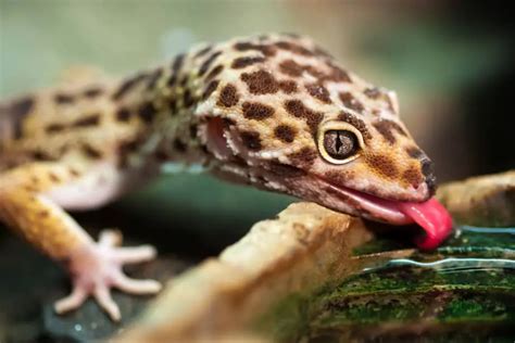 5 Possible Reasons Your Leopard Geckos is Not Drinking Water - Gecko Advice