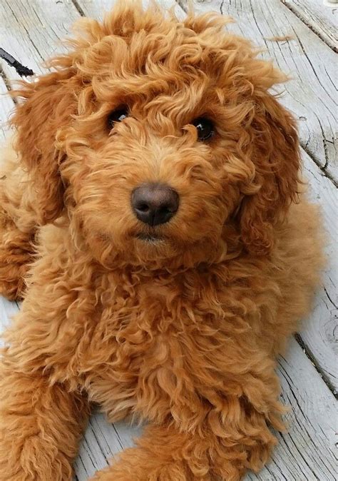 128 best Golden doodle grooming styles images on Pinterest | Golden ...