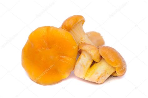 Chanterelle Mushrooms — Stock Photo © Digifuture #3411205