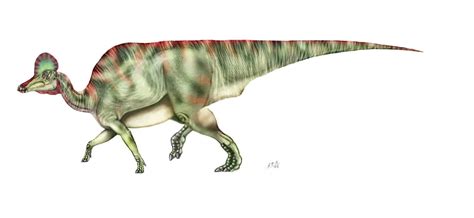 Corythosaurus | Dinosaurs - Pictures and Facts