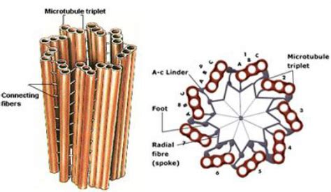 Centrioles - The Organelles Of A Eukaryotic Cell