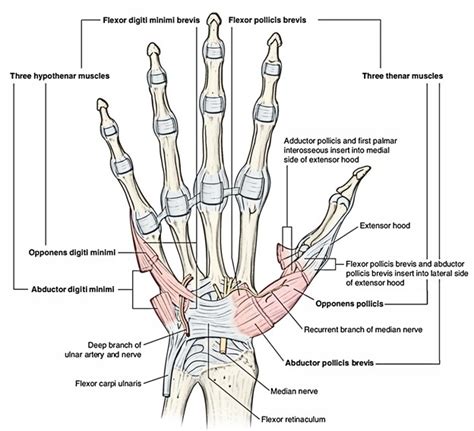 Flexor Retinaculum (Hand) – Earth's Lab