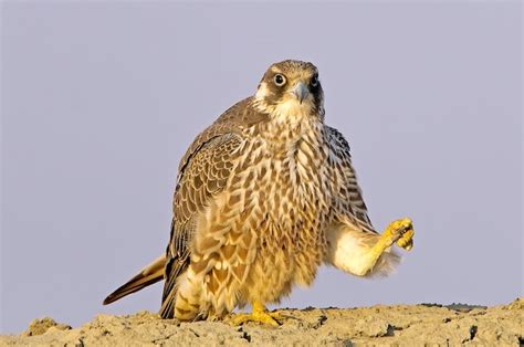 Premium Photo | Peregrine falcon juvenile