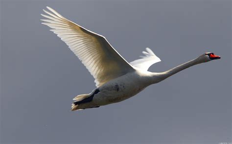 Photo of swan flying in The sky HD wallpaper | Wallpaper Flare