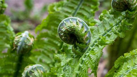 What's in Season? Fiddleheads - Canadian Food Focus