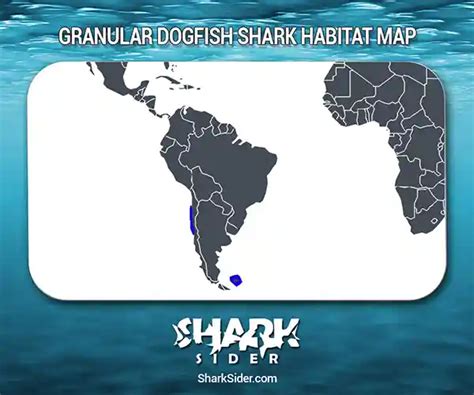 Granular Dogfish Shark – Facts, Size, Behavior, Diet, Pictures