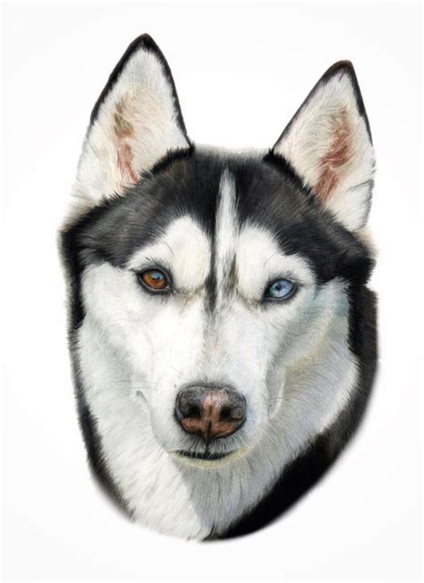 Siberian Husky Tutorial - LORNA DANDY - ANIMAL ART