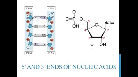 5' 3' ends of DNA and RNA - YouTube