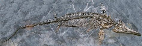 Ichthyosaur Fossil Photograph by Sinclair Stammers/science Photo Library - Pixels