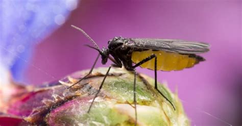 Discover The 5 Different Types of Gnats Buzzing Around This Summer - A-Z Animals