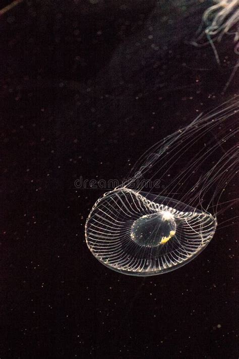 Crystal Jellyfish Aequorea Victoria Is A Bioluminescent Hydrozoan ...