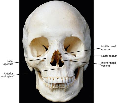 Nasal Septum Bones / Lab Practical 1: Axial Skeleton - Biology 271 with Jeremy ... : The bones ...