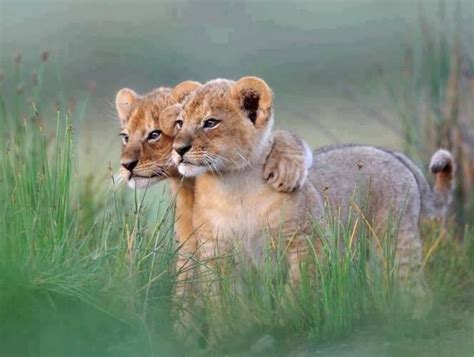 Lion Friends | Earth Pics | Pinterest