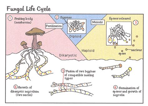 Unit 11: Bacteria and Viruses