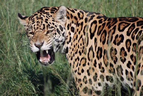 Jaguar Cat Vs Leopard / Jaguar Vs Leopard Javatpoint : First up, we have a commonly asked ...