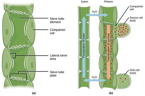 Photosynthates | Biology for Majors II