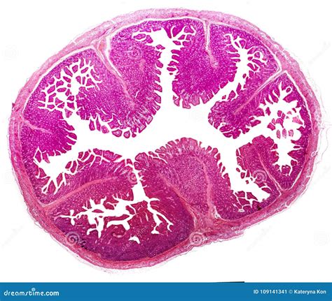 Histology Of Jejunum, Micrograph Royalty-Free Stock Photo | CartoonDealer.com #109141341