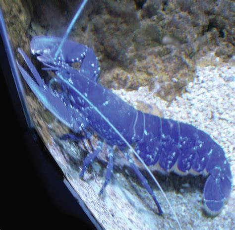 Feeling blue: lobster rarities - Hodder Education Magazines