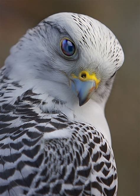 45 best images about Gyrfalcon - White Phase on Pinterest | Birds of ...