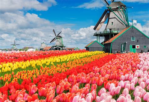 Keukenhof & Flower field – AAS Taxi