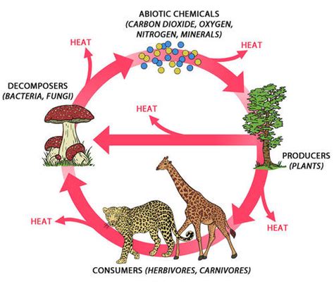 Ecosystem Cycle