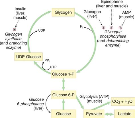 Glycogen storage disease types, causes, symptoms, diagnosis & treatment