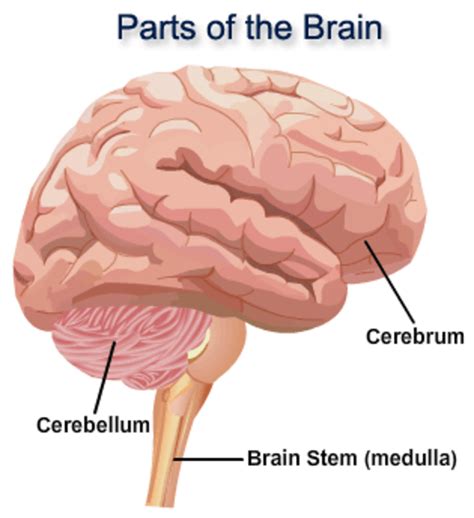 The Parts and Functions of The Human Brain | HubPages