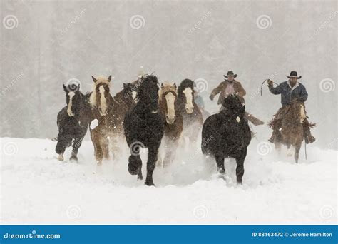 Horses Running in the Snow editorial photography. Image of countryside - 88163472