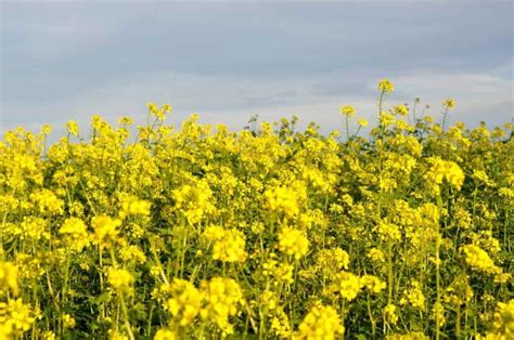 How to Control Pests and Diseases in Mustard Crop: Causes, Symptoms, Chemical, and Biological ...