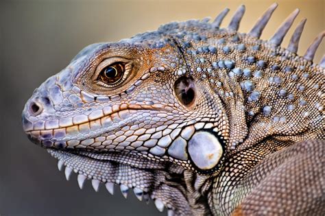 Iguana by Amril Nuryan / 500px | Cute reptiles, Iguana pet, Cute lizard