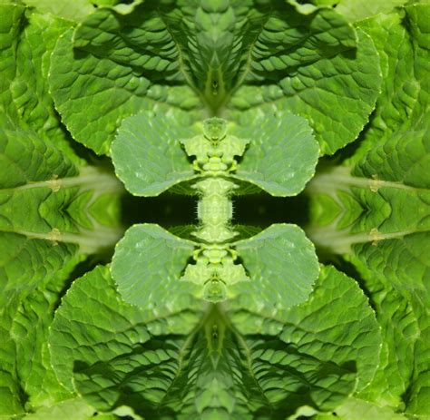 Chinese Cabbage Leaf Abstract Free Stock Photo - Public Domain Pictures