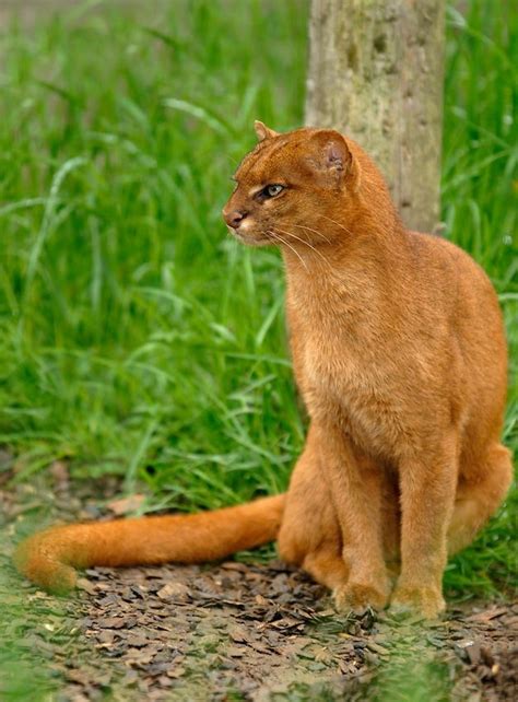 Jaguarundi | Exotic cats, Wild cats, Small wild cats