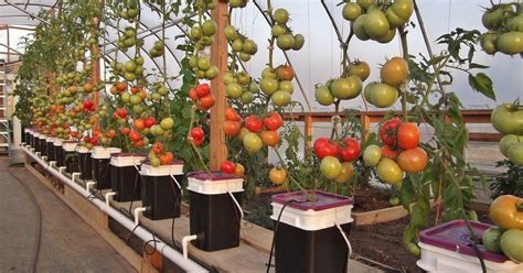 All about gardening: Tomato Growing Methods: Hydroponics vs. Soil