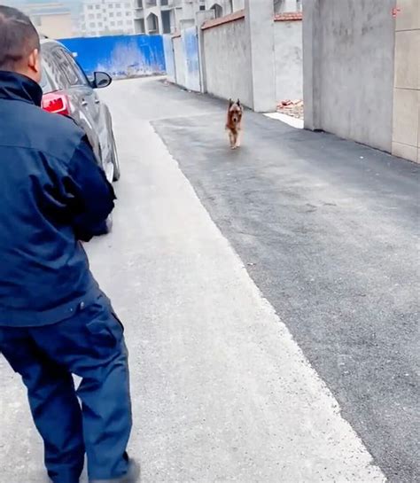 Retired police dog gets emotional after reuniting with handler she hasn ...