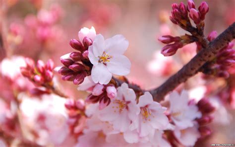 Cherry Blossom Wallpaper - WallpaperSafari