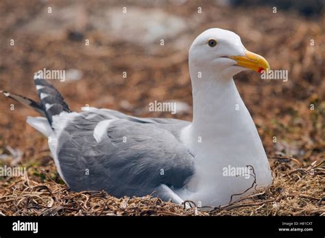 Western Gull (Larus occidentalis) incubating eggs on nest, South Farallon Islands, Farallon ...