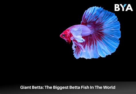 Giant Betta: The Biggest Betta Fish In The World