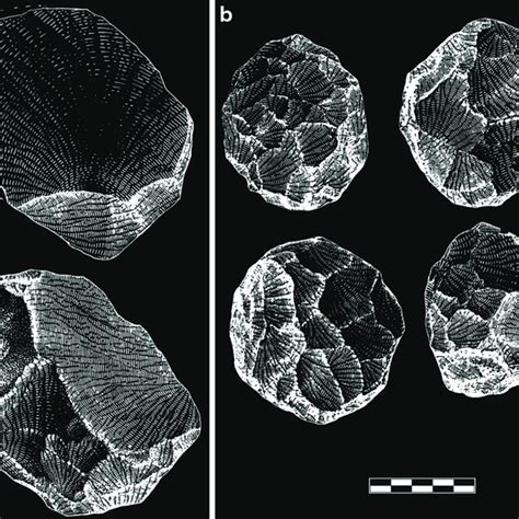 The Java Man ( Homo erectus) fossil localities described in the text ...