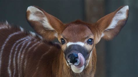 Photos: Baby bongo born at Naples Zoo, will be on exhibit soon