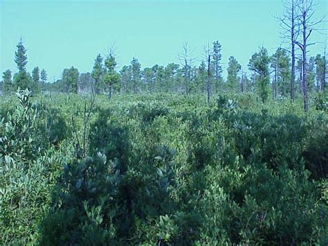 Pocosin wetland (Pocosin wetland and Pond Pine Woodland) | NCpedia