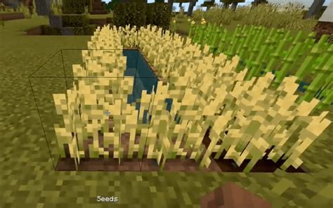 How To Grow Wheat In Minecraft - Once you learn how, you can make bread, breed chickens, and ...